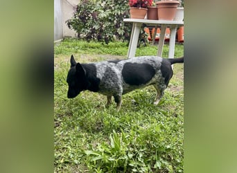 Ausgeglichene cattle dog ähnl. Hundedame, 4J., kastriert, konderlieb