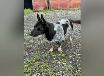 Ausgeglichene cattle dog ähnl. Hundedame, 4J., kastriert, konderlieb