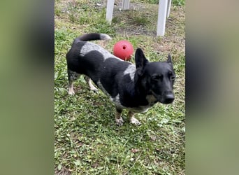 Ausgeglichene cattle dog ähnl. Hundedame, 4J., kastriert, konderlieb
