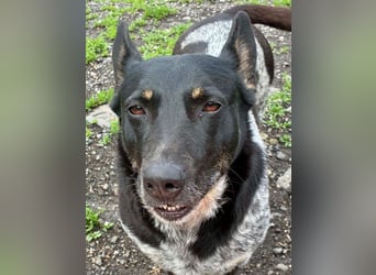 Ausgeglichene cattle dog ähnl. Hundedame, 4J., kastriert, konderlieb