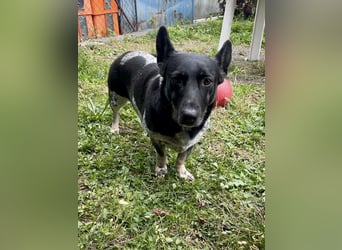 Ausgeglichene cattle dog ähnl. Hundedame, 4J., kastriert, konderlieb