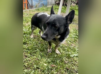 Ausgeglichene cattle dog ähnl. Hundedame, 4J., kastriert, konderlieb