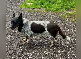 Ausgeglichene cattle dog ähnl. Hundedame, 4J., kastriert, konderlieb