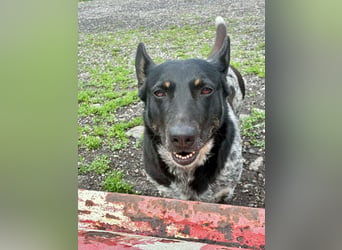 Ausgeglichene cattle dog ähnl. Hundedame, 4J., kastriert, konderlieb