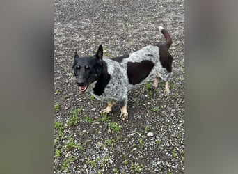 Ausgeglichene cattle dog ähnl. Hundedame, 4J., kastriert, konderlieb