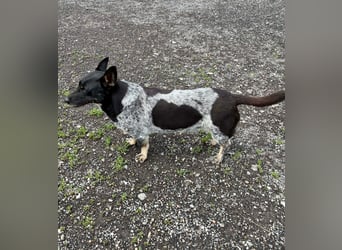 Ausgeglichene cattle dog ähnl. Hundedame, 4J., kastriert, konderlieb