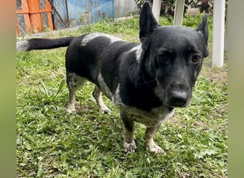 Ausgeglichene cattle dog ähnl. Hundedame, 4J., kastriert, konderlieb