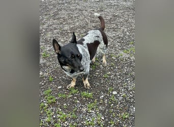 Ausgeglichene cattle dog ähnl. Hundedame, 4J., kastriert, konderlieb