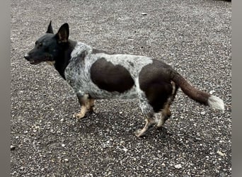 Ausgeglichene cattle dog ähnl. Hundedame, 4J., kastriert, konderlieb