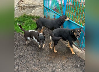 Ausgeglichene cattle dog ähnl. Hundedame, 4J., kastriert, konderlieb
