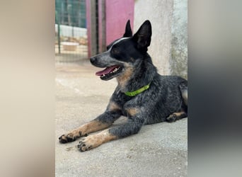 BINGO-Scheidungsbub ist gestresst im Tierheim und sucht dringend liebevolles "Für-immer-Zuhause"