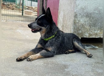 BINGO-Scheidungsbub ist gestresst im Tierheim und sucht dringend liebevolles "Für-immer-Zuhause"