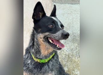 BINGO-Scheidungsbub ist gestresst im Tierheim und sucht dringend liebevolles "Für-immer-Zuhause"