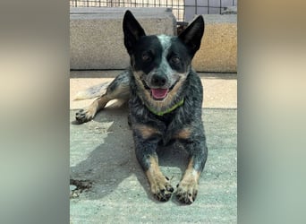 BINGO-Scheidungsbub ist gestresst im Tierheim und sucht dringend liebevolles "Für-immer-Zuhause"