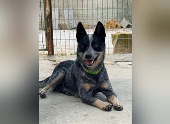 BINGO-Scheidungsbub ist gestresst im Tierheim und sucht dringend liebevolles "Für-immer-Zuhause"