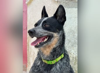 BINGO-Scheidungsbub ist gestresst im Tierheim und sucht dringend liebevolles "Für-immer-Zuhause"