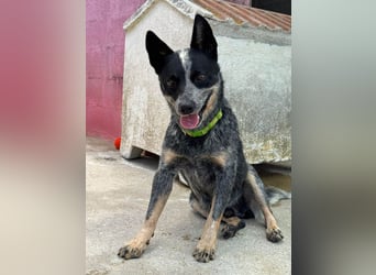 BINGO-Scheidungsbub ist gestresst im Tierheim und sucht dringend liebevolles "Für-immer-Zuhause"