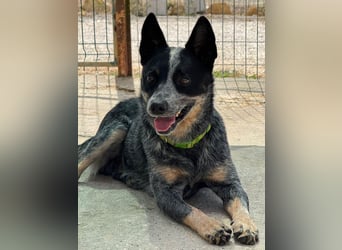 BINGO-Scheidungsbub ist gestresst im Tierheim und sucht dringend liebevolles "Für-immer-Zuhause"