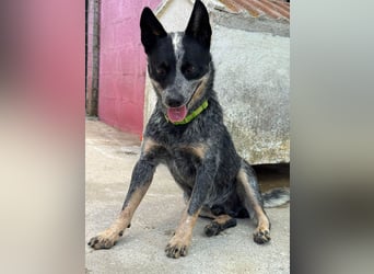 BINGO-Scheidungsbub ist gestresst im Tierheim und sucht dringend liebevolles "Für-immer-Zuhause"