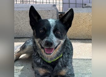 BINGO-Scheidungsbub ist gestresst im Tierheim und sucht dringend liebevolles "Für-immer-Zuhause"