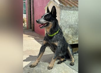 BINGO-Scheidungsbub ist gestresst im Tierheim und sucht dringend liebevolles "Für-immer-Zuhause"