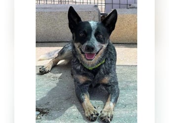 BINGO-Scheidungsbub ist gestresst im Tierheim und sucht dringend liebevolles "Für-immer-Zuhause"