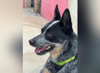 BINGO-Scheidungsbub ist gestresst im Tierheim und sucht dringend liebevolles "Für-immer-Zuhause"