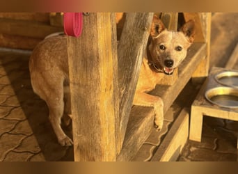 Kelly, geboren 16.05.2023, 48cm sucht ihr Körbchen