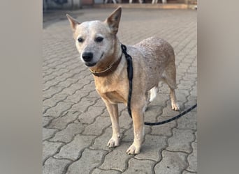 Kelly, geboren 16.05.2023, 48cm sucht ihr Körbchen