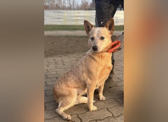 Kelly, geboren 16.05.2023, 48cm sucht ihr Körbchen