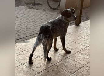 Anton, geboren 22.01.2022, 50cm sucht seine Menschen