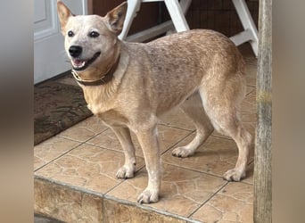 Kelly, geboren 16.05.2023, 48cm sucht ihr Körbchen