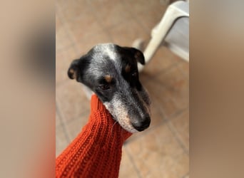 Anton, geboren 22.01.2022, 50cm sucht seine Menschen