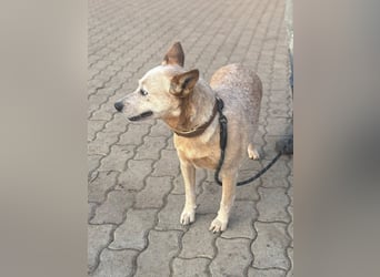 Kelly, geboren 16.05.2023, 48cm sucht ihr Körbchen