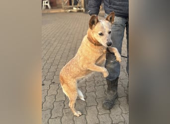 Kelly, geboren 16.05.2023, 48cm sucht ihr Körbchen