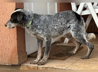 Anton, geboren 22.01.2022, 50cm sucht seine Menschen