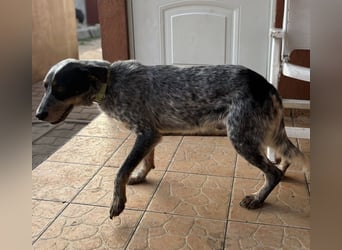 Anton, geboren 22.01.2022, 50cm sucht seine Menschen