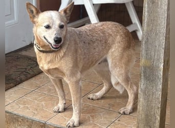 Kelly, geboren 16.05.2023, 48cm sucht ihr Körbchen