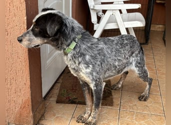 Anton, geboren 22.01.2022, 50cm sucht seine Menschen