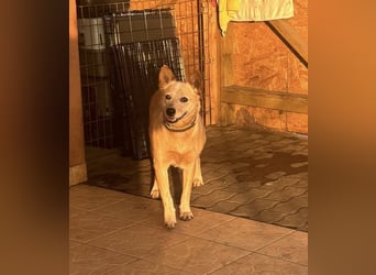 Kelly, geboren 16.05.2023, 48cm sucht ihr Körbchen