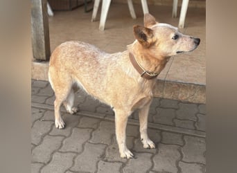 Kelly, geboren 16.05.2023, 48cm sucht ihr Körbchen