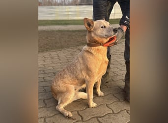 Kelly, geboren 16.05.2023, 48cm sucht ihr Körbchen