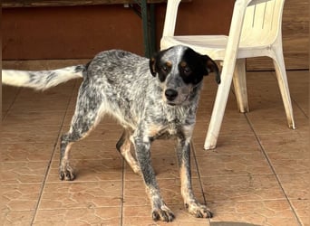 Anton, geboren 22.01.2022, 50cm sucht seine Menschen