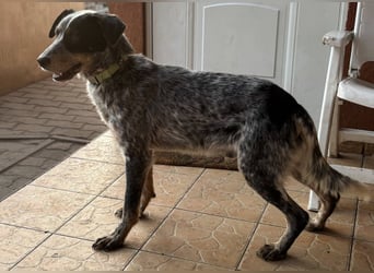 Anton, geboren 22.01.2022, 50cm sucht seine Menschen