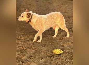 Leila, geboren 16.05.2023, 46cm sucht ihr Zuhause