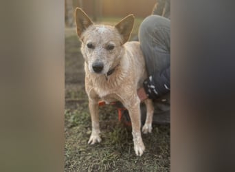 Leila, geboren 16.05.2023, 46cm sucht ihr Zuhause