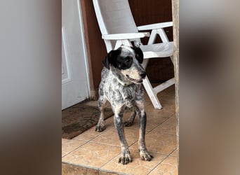 Anton, geboren 22.01.2022, 50cm sucht seine Menschen