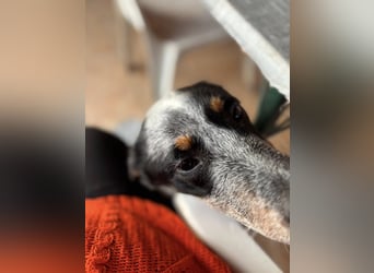 Anton, geboren 22.01.2022, 50cm sucht seine Menschen