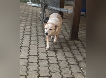 Leila, geboren 15.05.2023, 46cm sucht ihr Zuhause