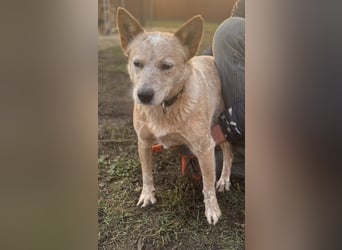 Leila, geboren 15.05.2023, 46cm sucht ihr Zuhause